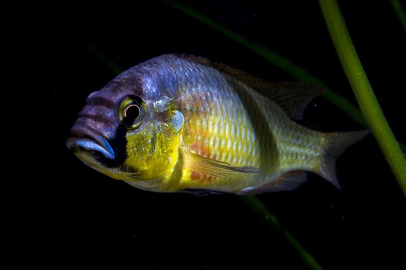 Astatotilapia burtoni 'Bujumbura'